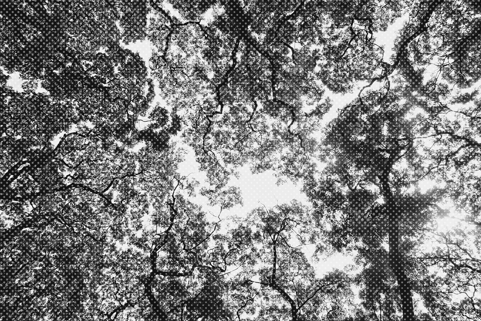 Photo of a tree canopy