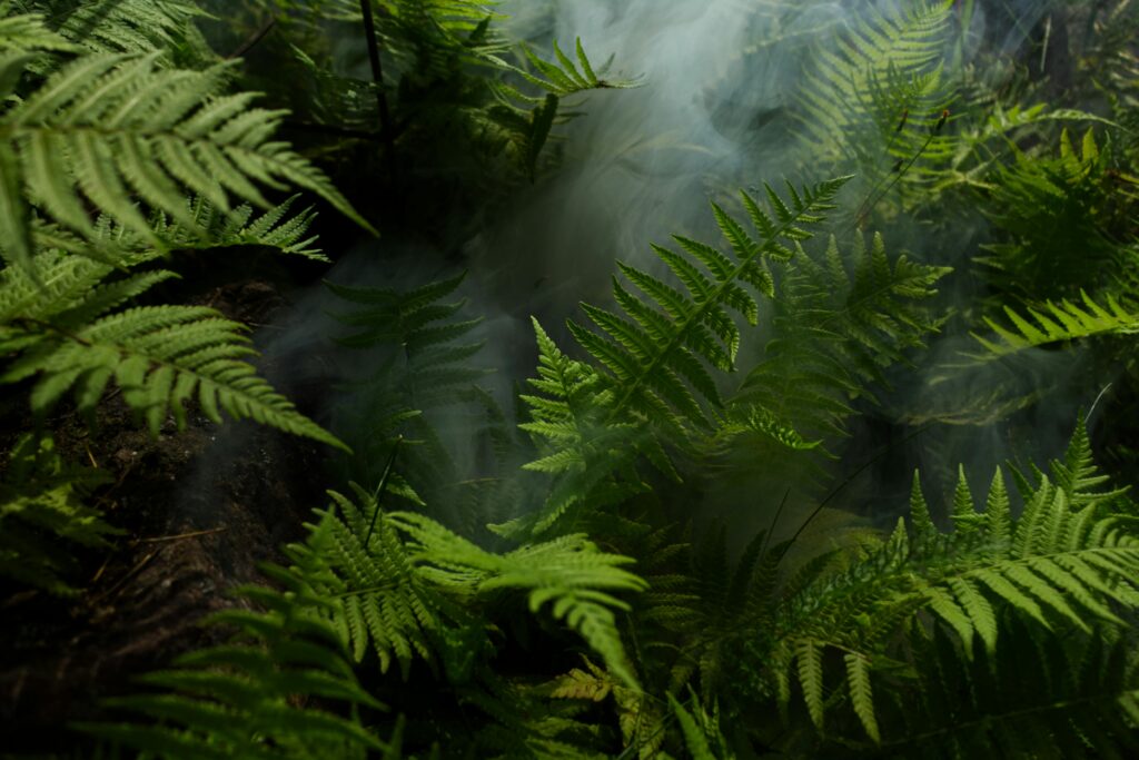 Ferns in a forest